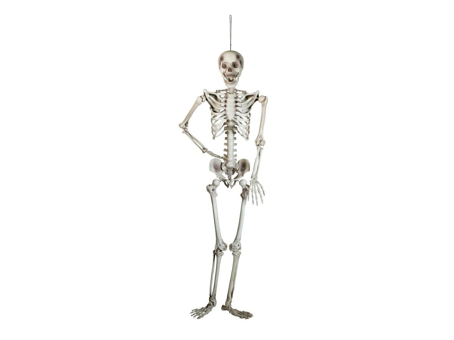 EUROPALMS Halloween Skeleton, 150 cm