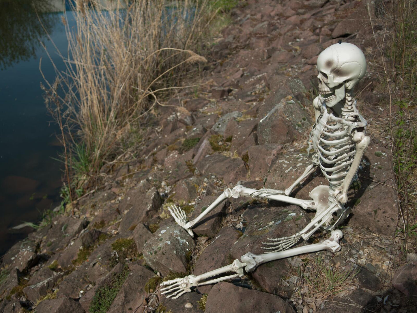 EUROPALMS Halloween Skeleton, 150 cm